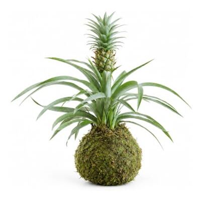DECOALIVE Planta Piña en Kokedama Artesanal Ananas Comosus para Luz Intensa, Sustrato Drenante y Propagación por Hijuelos DECOALIVE Planta Piña en Kokedama Artesanal Ananas Comosus para Luz Intensa, Sustrato Drenante y Propagación por Hijuelos