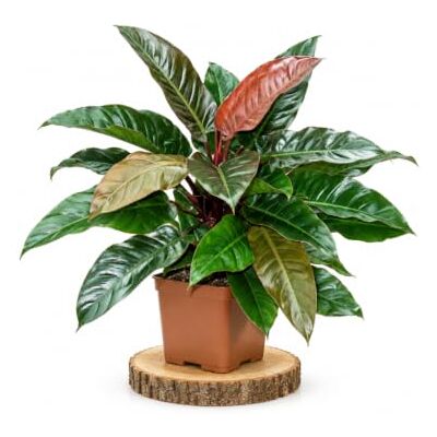 DECOALIVE Philodendron Imperial Red XL Brotes Rojos Maceta 20 cm Filodendro Imperial Rojo de Porte Erguido para Cultivo Protegido · Altura 65-75 cm DECOALIVE Philodendron Imperial Red XL Brotes Rojos Maceta 20 cm Filodendro Imperial Rojo de Porte Erguido para Cultivo Protegido · Altura 65-75 cm