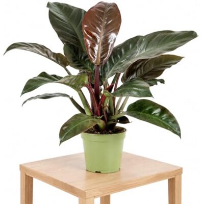DECOALIVE Filodendro Imperial Rojo Maceta de 20 cm y Altura 65-75 cm Luz Filtrada, Compost sin Turba y Vigilancia Periódica del Follaje DECOALIVE Filodendro Imperial Rojo Maceta de 20 cm y Altura 65-75 cm Luz Filtrada, Compost sin Turba y Vigilancia Periódica del Follaje