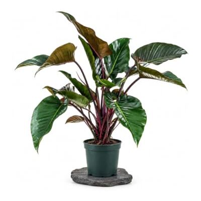 DECOALIVE Philodendron Imperial Red Maceta de 20 cm y Altura 65-75 cm Filodendro Imperial Rojo Grande para Semisombra y Sustrato Bien Drenado DECOALIVE Philodendron Imperial Red Maceta de 20 cm y Altura 65-75 cm Filodendro Imperial Rojo Grande para Semisombra y Sustrato Bien Drenado