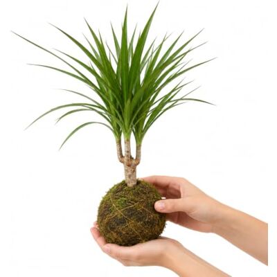 DECOALIVE Kokedama con Dracaena Marginata Verde Natural Planta Artesanal para Interior con Luz Indirecta y Riego sin Encharcamiento DECOALIVE Kokedama con Dracaena Marginata Verde Natural Planta Artesanal para Interior con Luz Indirecta y Riego sin Encharcamiento