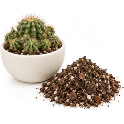 DECOALIVE Sustrato Cactus y Suculentas 5 litros Áridos y Piedras Volcánicas para Evacuar el Exceso de Agua DECOALIVE Sustrato Cactus y Suculentas 5 litros Áridos y Piedras Volcánicas para Evacuar el Exceso de Agua