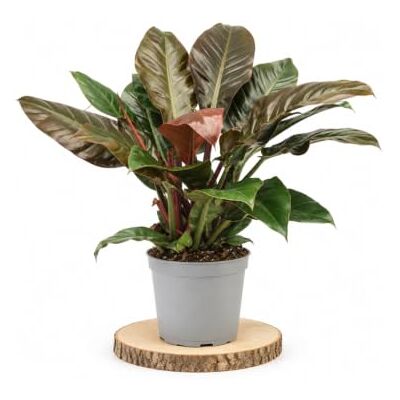 DECOALIVE Philodendron Imperial Rojo Grande de Hojas Brillantes Ø20 cm Porte Columnar y Compost Rico en Materia Orgánica con Buen Drenaje · Altura 65-75 cm DECOALIVE Philodendron Imperial Rojo Grande de Hojas Brillantes Ø20 cm Porte Columnar y Compost Rico en Materia Orgánica con Buen Drenaje · Altura 65-75 cm