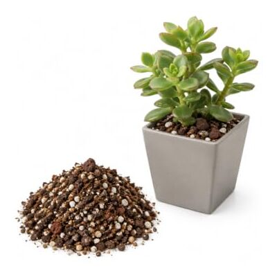 DECOALIVE Sustrato para Crasas 5 litros Trasplante Con Permeabilidad, Drenaje y Aireación para Plantas Crasas DECOALIVE Sustrato para Crasas 5 litros Trasplante Con Permeabilidad, Drenaje y Aireación para Plantas Crasas