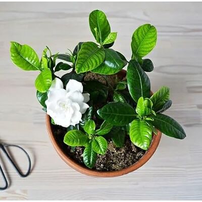 DECOALIVE Sustrato para Gardenias y Otras Plantas Ácidas Set 5L con Turba y Compost Vegetal DECOALIVE Sustrato para Gardenias y Otras Plantas Ácidas Set 5L con Turba y Compost Vegetal