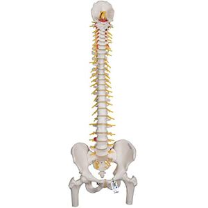 3B Scientific Modelo de Anatomía Humana Columna Flexible, Versión de Lujo con Cabezas de Fémur + App de anatomía gratuita 3B Smart Anatomy, Avanzada 3B Scientific Modelo de Anatomía Humana Columna Flexible, Versión de Lujo con Cabezas de Fémur + App de anatomía gratuita 3B Smart Anatomy, Avanzada