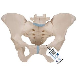 3B Scientific Modelo de anatomía humana Pelvis Femenina, 3, Partes + App de anatomía gratuita 3B Smart Anatomy 3B Scientific Modelo de anatomía humana Pelvis Femenina, 3, Partes + App de anatomía gratuita 3B Smart Anatomy