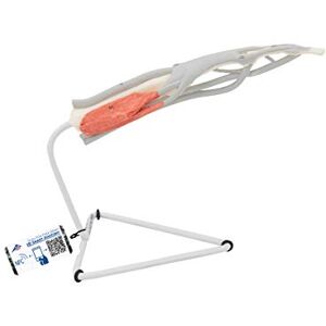 3B Scientific Modelo de anatomía humana Modelo de la Estructura de Un dedo + App de anatomía gratuita 3B Smart Anatomy 3B Scientific Modelo de anatomía humana Modelo de la Estructura de Un dedo + App de anatomía gratuita 3B Smart Anatomy