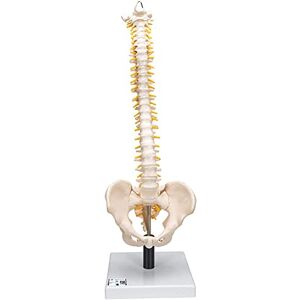 3B Scientific Modelo de anatomía humana Columna Flexible, Con Discos Intervertebrales Suaves + App de anatomía gratuita 3B Smart Anatomy 3B Scientific Modelo de anatomía humana Columna Flexible, Con Discos Intervertebrales Suaves + App de anatomía gratuita 3B Smart Anatomy