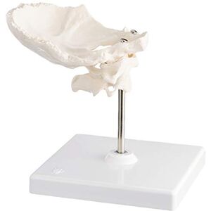 3B Scientific Modelo de anatomía humana Atlas y Axis Con lamina Horizontal del Occipital + App de anatomía gratuita 3B Smart Anatomy 3B Scientific Modelo de anatomía humana Atlas y Axis Con lamina Horizontal del Occipital + App de anatomía gratuita 3B Smart Anatomy