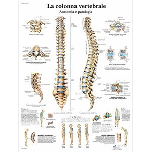 3B Scientific – Laminado Columna Vertebral Humana Cartel – Anatomía & Patología – Póster Protegido contra UV y Polvo para Estudio, Enseñanza y Clínicas 3B Scientific – Laminado Columna Vertebral Humana Cartel – Anatomía & Patología – Póster Protegido contra UV y Polvo para Estudio, Enseñanza y Clínicas