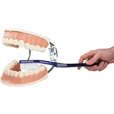 3B Scientific Modelo de anatomía humana Modelo de Cuidado dental, 3 Veces Su Tamaño Natural 3B Scientific Modelo de anatomía humana Modelo de Cuidado dental, 3 Veces Su Tamaño Natural