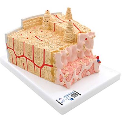 3B Scientific Modelo de anatomía humana Microanatomy Estructura de Los Huesos, Aumentado 80 Veces + App de anatomía gratuita 3B Smart Anatomy 3B Scientific Modelo de anatomía humana Microanatomy Estructura de Los Huesos, Aumentado 80 Veces + App de anatomía gratuita 3B Smart Anatomy