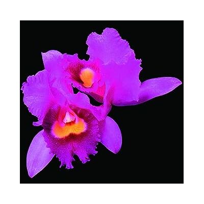 Opeth Orchid Opeth Orchid