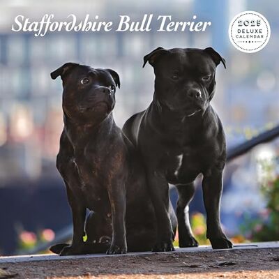 Magnet & Steel Calendario de lujo 2025 de Staffordshire Bull Terrier Magnet & Steel Calendario de lujo 2025 de Staffordshire Bull Terrier