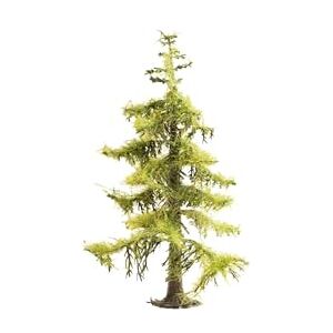 NOCH Picea NOCH Picea