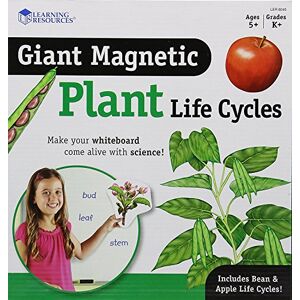 Learning Resources Ciclo de Vida de Plantas magnético Gigante Learning Resources Ciclo de Vida de Plantas magnético Gigante