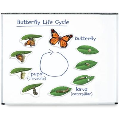Learning Resources Ciclo de Vida de Mariposa magnético Gigante Learning Resources Ciclo de Vida de Mariposa magnético Gigante