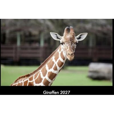 Becker Giraffen 2027 Fotokalender DIN A3: Monatskalender mit Bild-Motiven von Haustieren, Bauernhof, wilden Tieren und Raubtieren Becker Giraffen 2027 Fotokalender DIN A3: Monatskalender mit Bild-Motiven von Haustieren, Bauernhof, wilden Tieren und Raubtieren