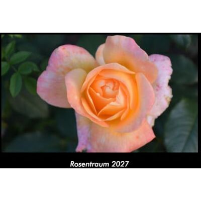 Becker Rosentraum 2027 Fotokalender DIN A3: Monatskalender mit Bild-Motiven aus Fauna und Flora, Natur, Blumen und Pflanzen Becker Rosentraum 2027 Fotokalender DIN A3: Monatskalender mit Bild-Motiven aus Fauna und Flora, Natur, Blumen und Pflanzen