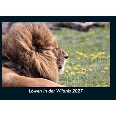 Schmitt, Tobias Löwen in der Wildnis 2027 Fotokalender DIN A5: Monatskalender mit Bild-Motiven von Haustieren, Bauernhof, wilden Tieren und Raubtieren Schmitt, Tobias Löwen in der Wildnis 2027 Fotokalender DIN A5: Monatskalender mit Bild-Motiven von Haustieren, Bauernhof, wilden Tieren und Raubtieren