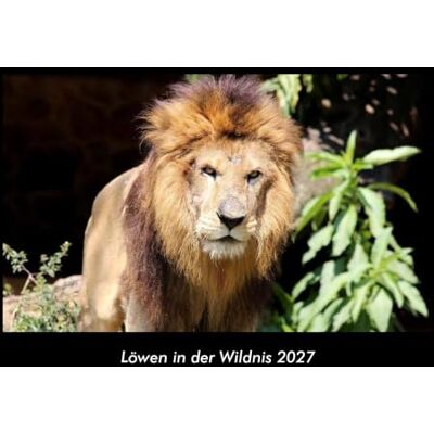 Becker Löwen in der Wildnis 2027 Fotokalender DIN A3: Monatskalender mit Bild-Motiven von Haustieren, Bauernhof, wilden Tieren und Raubtieren Becker Löwen in der Wildnis 2027 Fotokalender DIN A3: Monatskalender mit Bild-Motiven von Haustieren, Bauernhof, wilden Tieren und Raubtieren