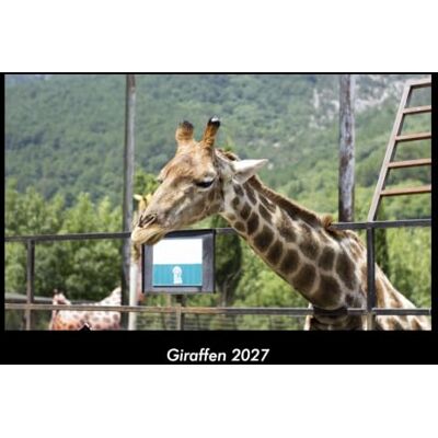 Becker Giraffen 2027 Fotokalender DIN A3: Monatskalender mit Bild-Motiven von Haustieren, Bauernhof, wilden Tieren und Raubtieren Becker Giraffen 2027 Fotokalender DIN A3: Monatskalender mit Bild-Motiven von Haustieren, Bauernhof, wilden Tieren und Raubtieren