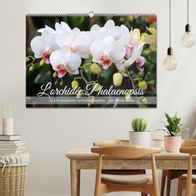 CALVENDO L'orchidée Phalaenopsis (Calendrier mural 2027 DIN A2 vertical), calendrier mensuel CALVENDO L'orchidée Phalaenopsis (Calendrier mural 2027 DIN A2 vertical), calendrier mensuel