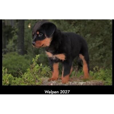 Becker Welpen 2027 Fotokalender DIN A3: Monatskalender mit Bild-Motiven von Haustieren, Bauernhof, wilden Tieren und Raubtieren Becker Welpen 2027 Fotokalender DIN A3: Monatskalender mit Bild-Motiven von Haustieren, Bauernhof, wilden Tieren und Raubtieren
