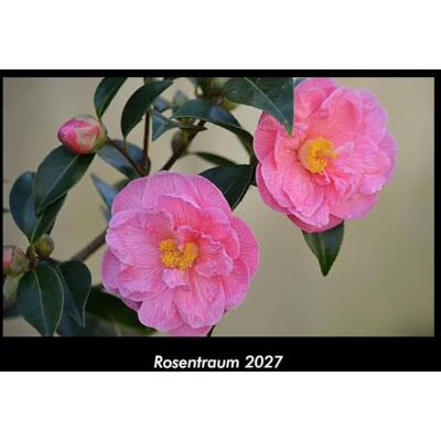 Becker Rosentraum 2027 Fotokalender DIN A3: Monatskalender mit Bild-Motiven aus Fauna und Flora, Natur, Blumen und Pflanzen Becker Rosentraum 2027 Fotokalender DIN A3: Monatskalender mit Bild-Motiven aus Fauna und Flora, Natur, Blumen und Pflanzen