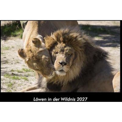 Becker Löwen in der Wildnis 2027 Fotokalender DIN A3: Monatskalender mit Bild-Motiven von Haustieren, Bauernhof, wilden Tieren und Raubtieren Becker Löwen in der Wildnis 2027 Fotokalender DIN A3: Monatskalender mit Bild-Motiven von Haustieren, Bauernhof, wilden Tieren und Raubtieren