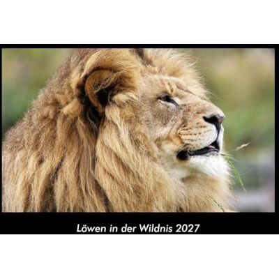 Becker Löwen in der Wildnis 2027 Fotokalender DIN A3: Monatskalender mit Bild-Motiven von Haustieren, Bauernhof, wilden Tieren und Raubtieren Becker Löwen in der Wildnis 2027 Fotokalender DIN A3: Monatskalender mit Bild-Motiven von Haustieren, Bauernhof, wilden Tieren und Raubtieren