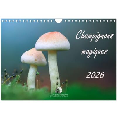Martzel, Thomas Champignons magiques (Calendrier mural 2026 DIN A4 vertical), calendrier mensuel: Un calendrier fascinant qui met en lumière, mois après ... et la beauté mystérieuse des champignons. Martzel, Thomas Champignons magiques (Calendrier mural 2026 DIN A4 vertical), calendrier mensuel: Un calendrier fascinant qui met en lumière, mois après ... et la beauté mystérieuse des champignons.