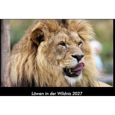 Becker Löwen in der Wildnis 2027 Fotokalender DIN A3: Monatskalender mit Bild-Motiven von Haustieren, Bauernhof, wilden Tieren und Raubtieren Becker Löwen in der Wildnis 2027 Fotokalender DIN A3: Monatskalender mit Bild-Motiven von Haustieren, Bauernhof, wilden Tieren und Raubtieren
