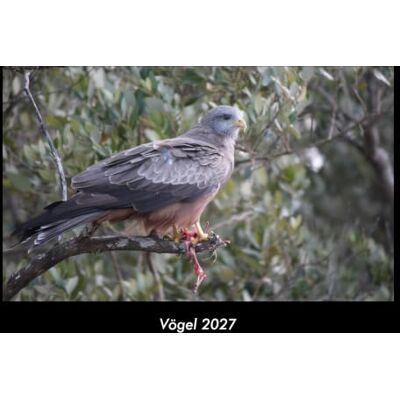 Becker Vögel 2027 Fotokalender DIN A3: Monatskalender mit Bild-Motiven von Haustieren, Bauernhof, wilden Tieren und Raubtieren Becker Vögel 2027 Fotokalender DIN A3: Monatskalender mit Bild-Motiven von Haustieren, Bauernhof, wilden Tieren und Raubtieren