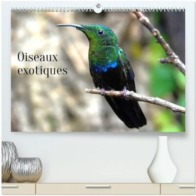 Casaert, Patrick Oiseaux exotiques (Calendrier mural 2026 DIN A2 vertical) calendrier de bureau: Oiseaux exotiques du monde entier Casaert, Patrick Oiseaux exotiques (Calendrier mural 2026 DIN A2 vertical) calendrier de bureau: Oiseaux exotiques du monde entier