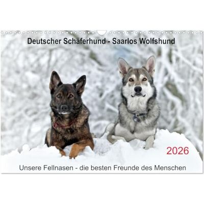 CALVENDO Pastor alemán Saaros, Wolfshund (calendario de pared 2026 DIN A3 horizontal), calendario mensual (perros pastores – expresivo con mucho corazón– Saaros... un fiel miembro de la familia CALVENDO Pastor alemán Saaros, Wolfshund (calendario de pared 2026 DIN A3 horizontal), calendario mensual (perros pastores – expresivo con mucho corazón– Saaros... un fiel miembro de la familia