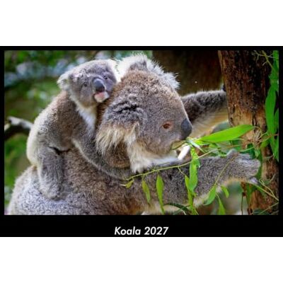 Becker Koala 2027 Fotokalender DIN A3: Monatskalender mit Bild-Motiven von Haustieren, Bauernhof, wilden Tieren und Raubtieren Becker Koala 2027 Fotokalender DIN A3: Monatskalender mit Bild-Motiven von Haustieren, Bauernhof, wilden Tieren und Raubtieren
