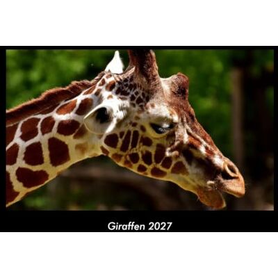 Becker Giraffen 2027 Fotokalender DIN A3: Monatskalender mit Bild-Motiven von Haustieren, Bauernhof, wilden Tieren und Raubtieren Becker Giraffen 2027 Fotokalender DIN A3: Monatskalender mit Bild-Motiven von Haustieren, Bauernhof, wilden Tieren und Raubtieren
