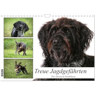 CALVENDO Treue Jagdgefährten Der Deutsch Drahthaar (Wandkalender 2026 DIN A4 horizontal), Monatskalender: Rassevielfalt hautnah: Der Deutsch Drahthaar in all seinen Facetten ( Tiere) CALVENDO Treue Jagdgefährten Der Deutsch Drahthaar (Wandkalender 2026 DIN A4 horizontal), Monatskalender: Rassevielfalt hautnah: Der Deutsch Drahthaar in all seinen Facetten ( Tiere)