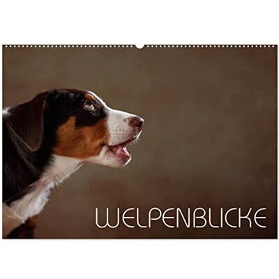 CALVENDO Vistas de cachorros (calendario de pared 2027 DIN A2 horizontal), calendario mensual: vistas de cachorros capturadas con la cámara CALVENDO Vistas de cachorros (calendario de pared 2027 DIN A2 horizontal), calendario mensual: vistas de cachorros capturadas con la cámara