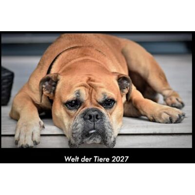 Becker Welt der Tiere 2027 Fotokalender DIN A3: Monatskalender mit Bild-Motiven von Haustieren, Bauernhof, wilden Tieren und Raubtieren Becker Welt der Tiere 2027 Fotokalender DIN A3: Monatskalender mit Bild-Motiven von Haustieren, Bauernhof, wilden Tieren und Raubtieren