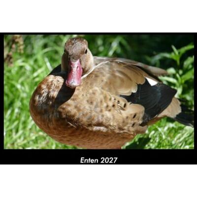 Becker Enten 2027 Fotokalender DIN A3: Monatskalender mit Bild-Motiven von Haustieren, Bauernhof, wilden Tieren und Raubtieren Becker Enten 2027 Fotokalender DIN A3: Monatskalender mit Bild-Motiven von Haustieren, Bauernhof, wilden Tieren und Raubtieren