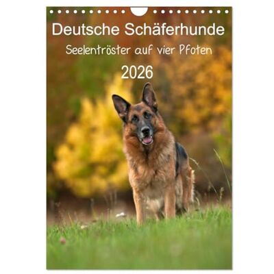 CALVENDO Pastor alemán – Seelentröster auf vier Pfoten (Wandkalender 2026 DIN A4 hoch), Monatskalender: Schäferhunde auch sie werden älter ( Tiere) CALVENDO Pastor alemán – Seelentröster auf vier Pfoten (Wandkalender 2026 DIN A4 hoch), Monatskalender: Schäferhunde auch sie werden älter ( Tiere)