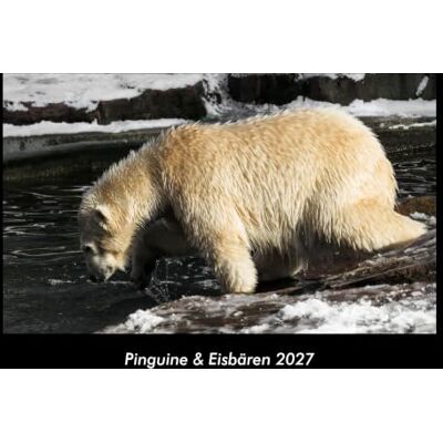 Becker Pinguine & Eisbären 2027 Fotokalender DIN A3: Monatskalender mit Bild-Motiven von Haustieren, Bauernhof, wilden Tieren und Raubtieren Becker Pinguine & Eisbären 2027 Fotokalender DIN A3: Monatskalender mit Bild-Motiven von Haustieren, Bauernhof, wilden Tieren und Raubtieren