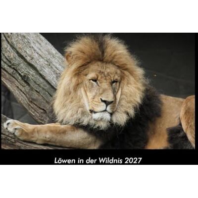 Becker Löwen in der Wildnis 2027 Fotokalender DIN A3: Monatskalender mit Bild-Motiven von Haustieren, Bauernhof, wilden Tieren und Raubtieren Becker Löwen in der Wildnis 2027 Fotokalender DIN A3: Monatskalender mit Bild-Motiven von Haustieren, Bauernhof, wilden Tieren und Raubtieren