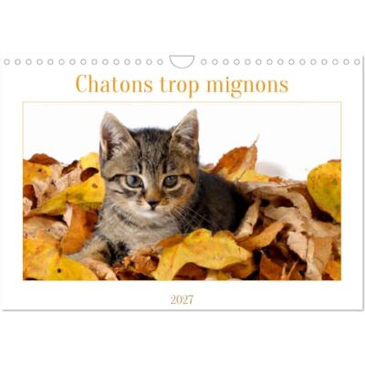 CALVENDO Chatons trop mignons (Calendrier mural 2027 DIN A4 vertical), calendrier mensuel CALVENDO Chatons trop mignons (Calendrier mural 2027 DIN A4 vertical), calendrier mensuel