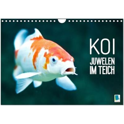 Calvendo Koi: Juwelen im Teich (Wandkalender 2027 DIN A4 quer), Monatskalender: Kois: Schöne Statussymbole Calvendo Koi: Juwelen im Teich (Wandkalender 2027 DIN A4 quer), Monatskalender: Kois: Schöne Statussymbole
