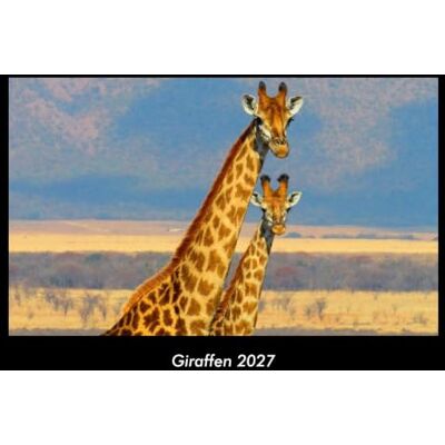 Becker Giraffen 2027 Fotokalender DIN A3: Monatskalender mit Bild-Motiven von Haustieren, Bauernhof, wilden Tieren und Raubtieren Becker Giraffen 2027 Fotokalender DIN A3: Monatskalender mit Bild-Motiven von Haustieren, Bauernhof, wilden Tieren und Raubtieren