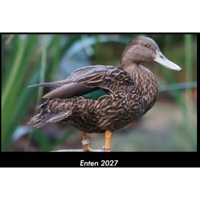 Becker Enten 2027 Fotokalender DIN A3: Monatskalender mit Bild-Motiven von Haustieren, Bauernhof, wilden Tieren und Raubtieren Becker Enten 2027 Fotokalender DIN A3: Monatskalender mit Bild-Motiven von Haustieren, Bauernhof, wilden Tieren und Raubtieren